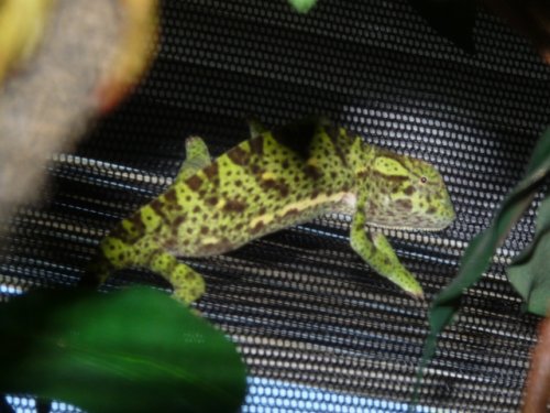 chameleon 002.jpg