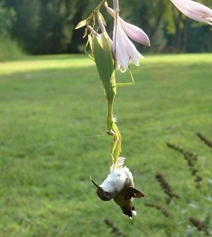 mantis and bird.jpg