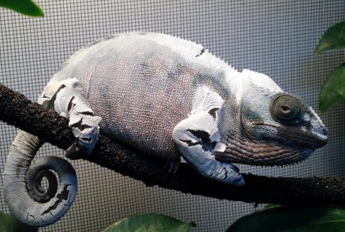 Mara Jade shed 2015-02-06 .jpg