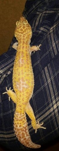 geck after.jpg