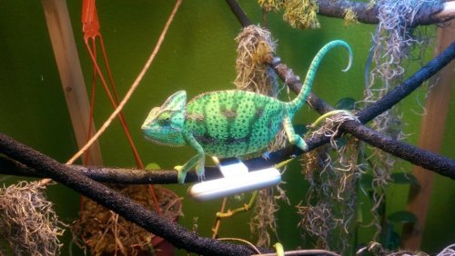 chameleon.jpg