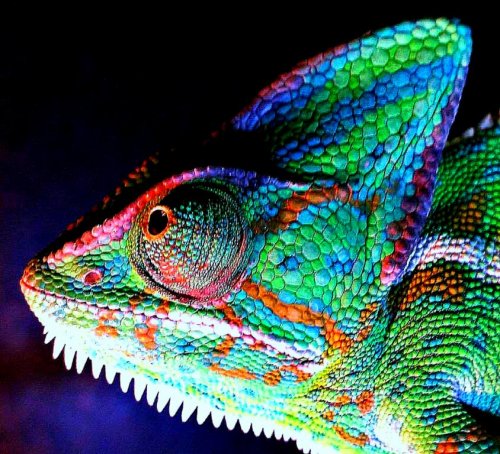 chameleon4.jpg