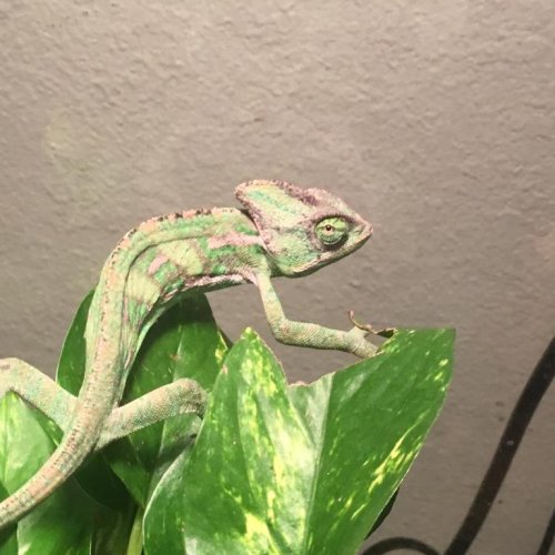 translucent veiled chameleon