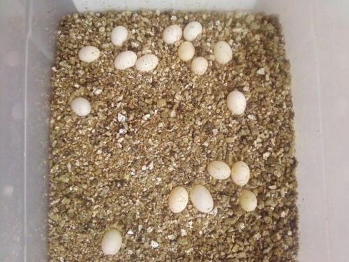 Carpet Cham Eggs2.jpg