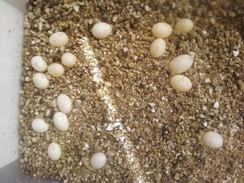 Carpet Cham Eggs.jpg