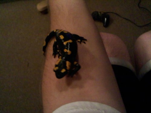 Jack the Salamander.jpg