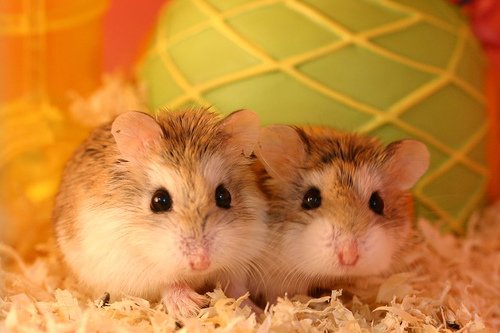 Roborovski Hamster.jpg