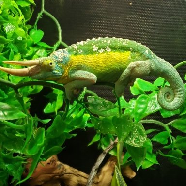 My 1st baby Veiled Chameleon “Pickle” 💚🥰 Any advice? : r/Chameleons