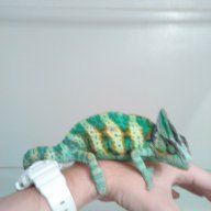 rango2010