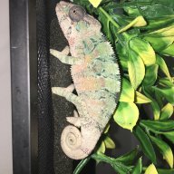 Harvey the chameleon