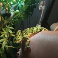 Romilda_The_Chameleon