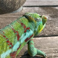 ChameleonFocus