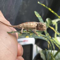 Rex chameleons.