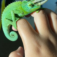 chameleon dude from hawai