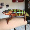 Cameronthechameleon