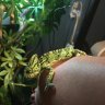 Romilda_The_Chameleon