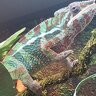 Blippi the Cham