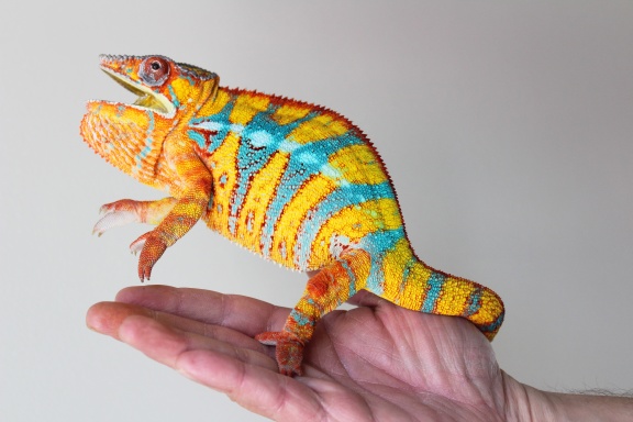 Chromatic Chameleons | Chameleon Forums