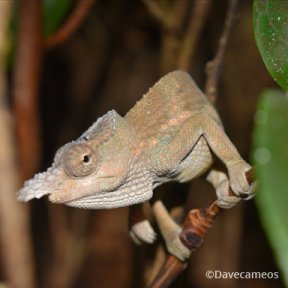 Genus: Kinyongia | Chameleon Forums