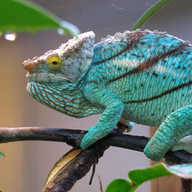 Experience List - Calumma parsonii parsonii | Chameleon Forums