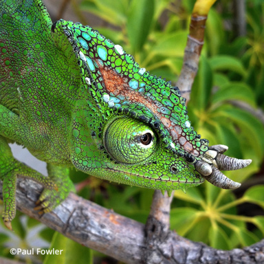 Trioceros quadricornis quadricornis | Chameleon Forums