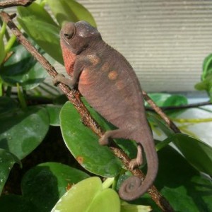 Panther Chameleon Pandemonium