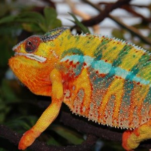 Furcifer Pardalis