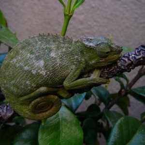 Lady - Female Kinyongia fischeri multituberculatum