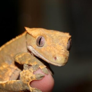 Crested Geckos