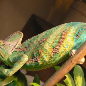 Chameleon and More