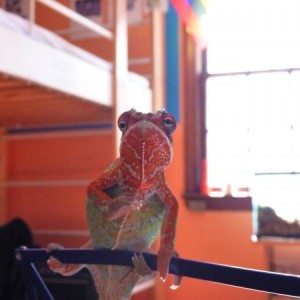 Mupti my only chameleon (for now)