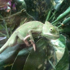 baby female Yemen in the petshop