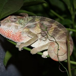 Mark's Chameleon