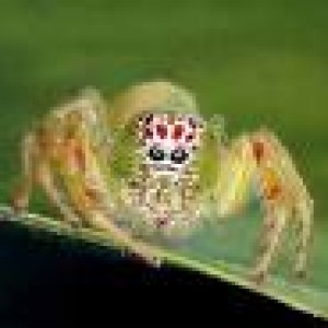 jumping spiders