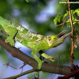 chameleon