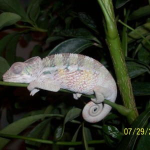 "Damon" Ambilobe Panther Chameleon