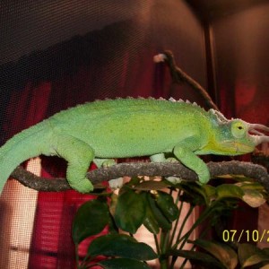 "Dean" Jackson's Chameleon