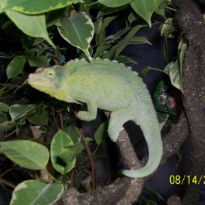 "Taylor" Jackson's Chameleon