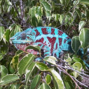 Turk the Ambanja Panther Chameleon