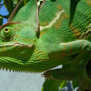 This is "Pebbles" Veiled chameleon(F)