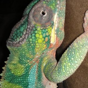 furcifer pardalis