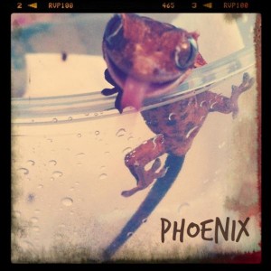 Phoenix