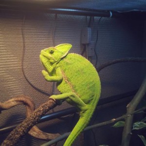 veiled chameleon