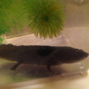 Axolotls