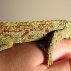 Sugar the Jackson Chameleon