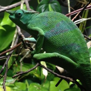 Malachite female K. matschiei