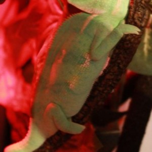 My Veiled Chameleon - Pascal