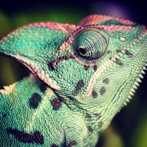 Veiled Chameleons