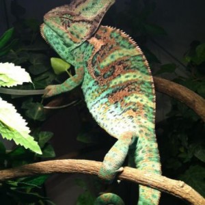 Veiled chameleon