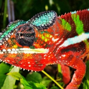 thor my Ambilobe Panther Chameleon :D